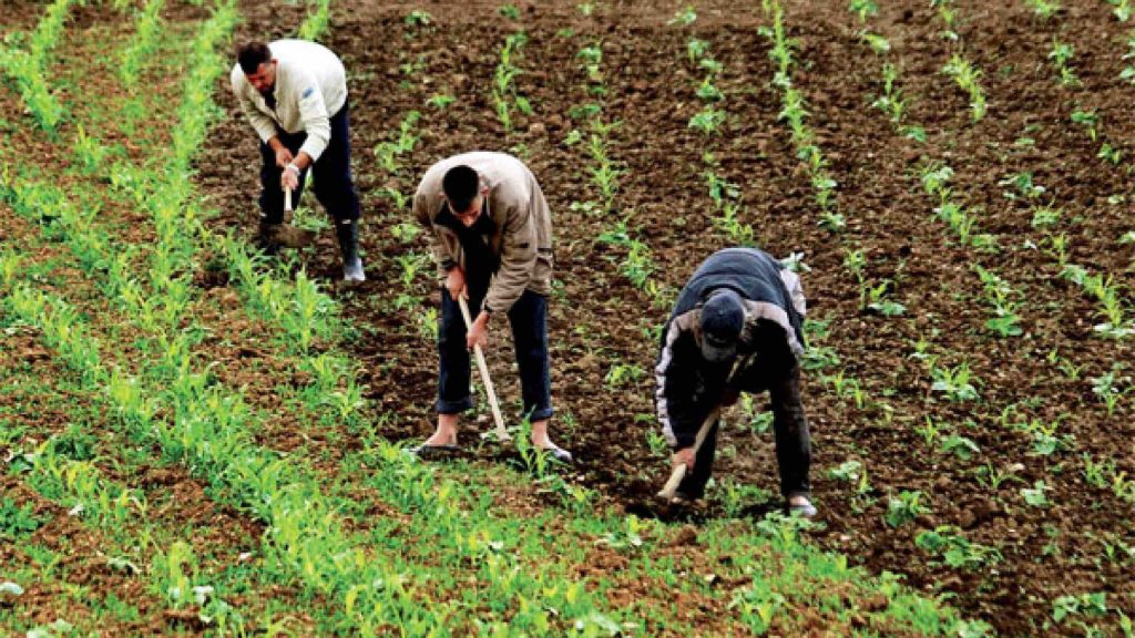 خبير في الهندسة الزراعية لكشـ24: أمطار شهر ماي تنعش المزروعات وتنذر بمخاطر الفطريات