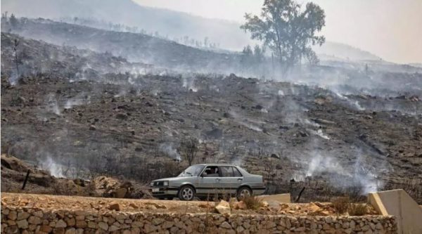 تقرير جديد: المغرب يفقد 3.5 ألف هكتار من غاباته ويواجه تحديات بيئية