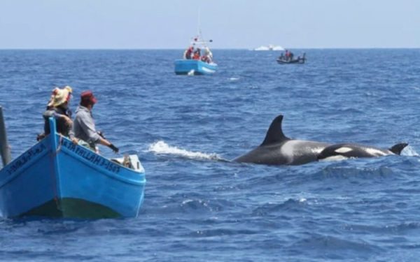 حوت أوركا يصطدم بقارب صيد مغربي قبالة سواحل طنجة