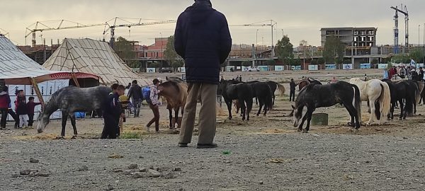 موسم التبوريدة في تامنصورت “المنكوبة” يعيد الجدل حول تبدير المال العام