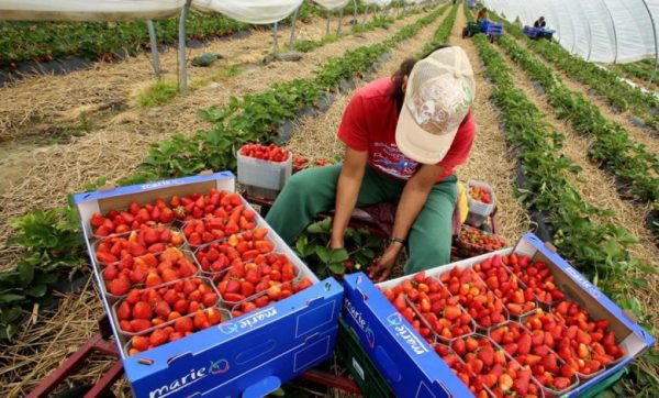 إسبانيا تسجل عجزا قدره 986 مليون دولار في مبادلاتها الزراعية مع المغرب