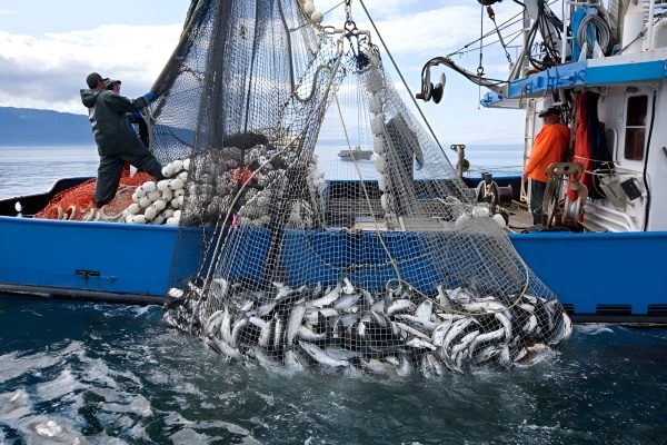 القيمة التسويقية لمنتجات الصيد الساحلي والتقليدي ترتفع بـ 6 في المائة