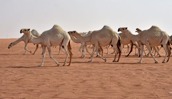 مطالب بتمكين الكسابة بالأقاليم الجنوبية من استيراد الإبل والماعز