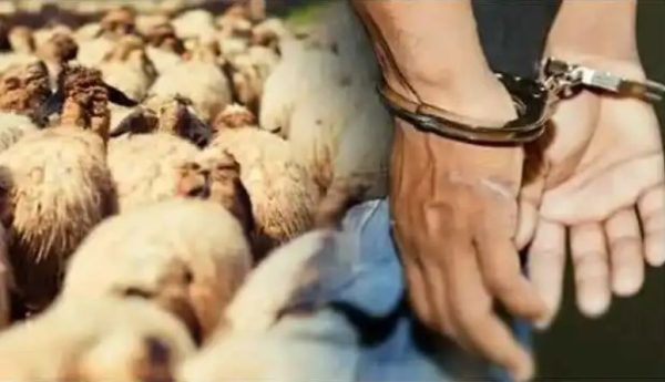 درك السويهلة يوقف أفراد عصابة “الفراقشية” في السوق الأسبوعي
