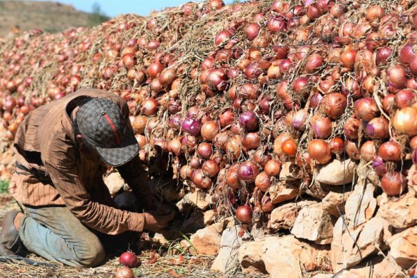 ارتفاع تكاليف الإنتاج الزراعي يسائل وزير الفلاحة