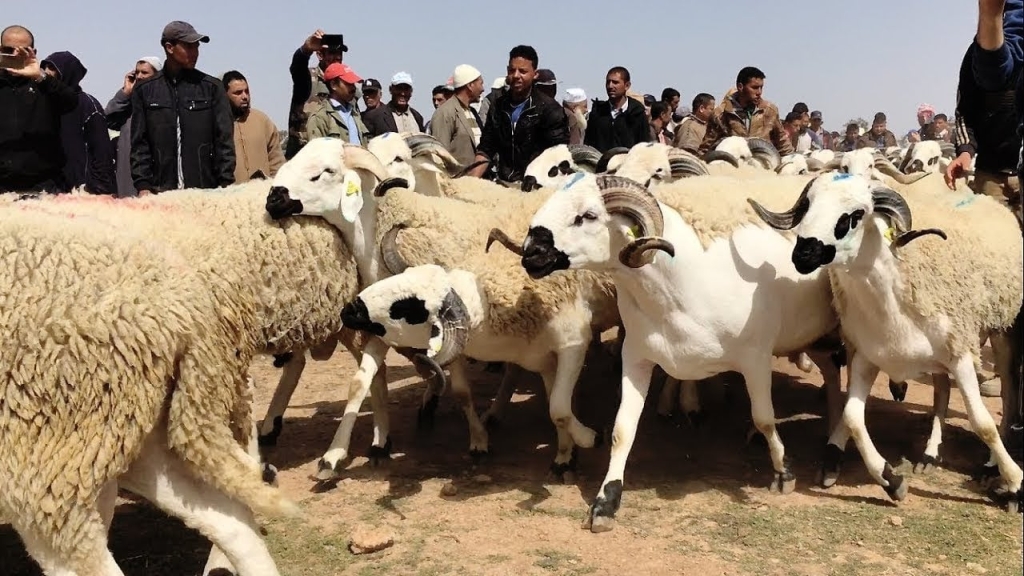 حقوقي لـكشـ24: العيد بلا ذبح خيار وطني مسؤول لحماية ثروتنا الحيوانية