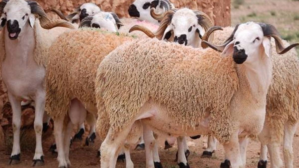 عاجل.. السلطات تحجز 61 رأسا من الغنم من مدخل سوق بن ساسي بمراكش