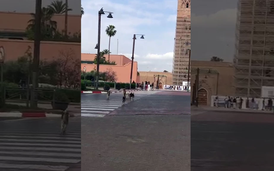بالڤيديو: تواصل انتشار الكلاب الضالة بمحيط ساحة جامع الفنا