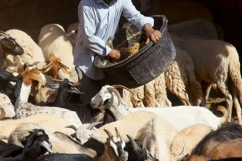 إلغاء وجدولة ديون الكسابة..كيف ستتعامل وزارة الفلاحة مع الملف؟