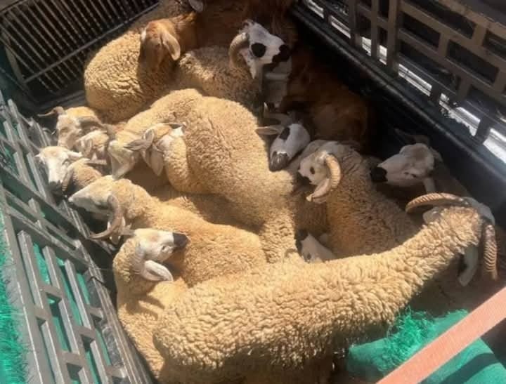 درك بنجرير يُطيح بزعيم إحدى أخطر عصابات سرقة المواشي بالمغرب