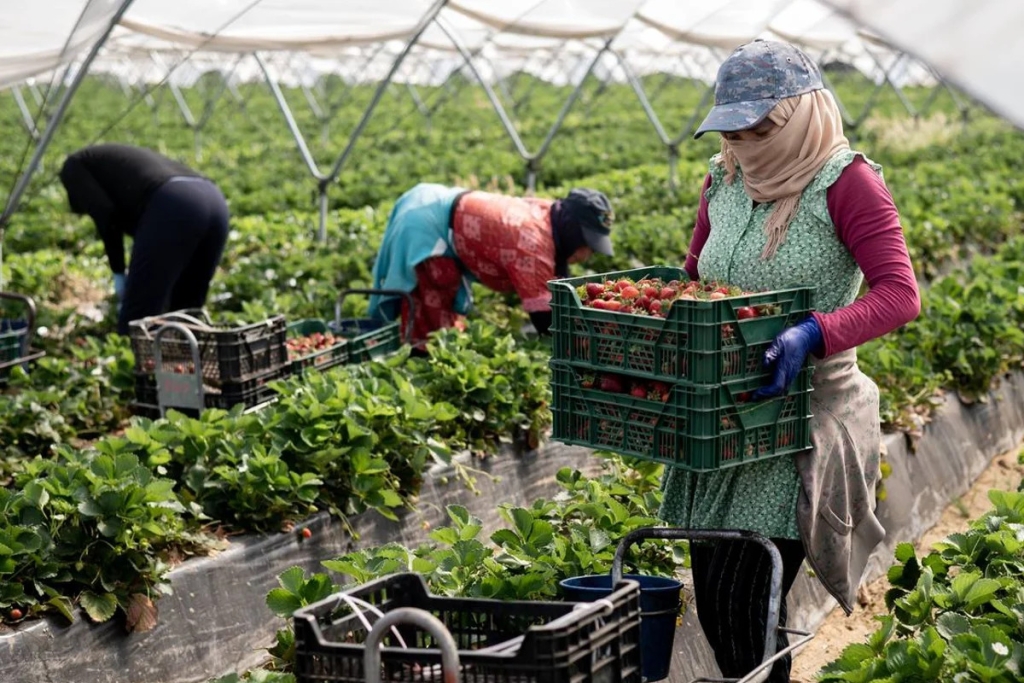 المزارعات المغربيات بإسبانيا يُؤسسن نقابة للدفاع عن حقوقهن
