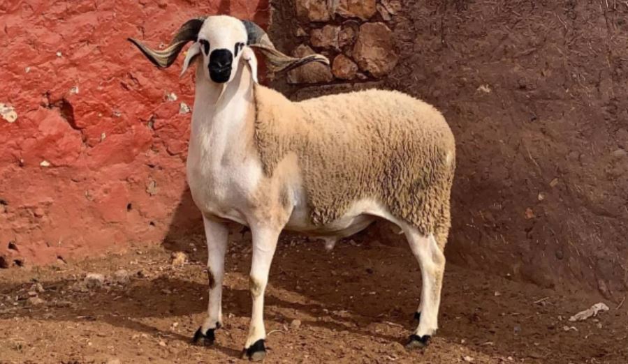 العيد أم العادة؟ كيف أفسدت مظاهر التباهي والاستهلاك طقوس الأضحى بمراكش
