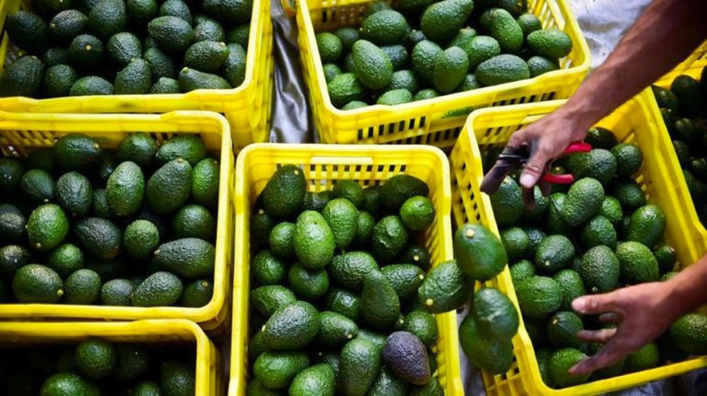 صادرات “لافوكا” المغربية تتجاوز 100 ألف طن لأول مرة
