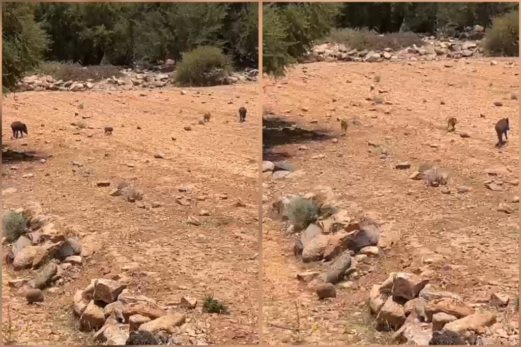 انتشار مهول للخنزير البري باقليم تزنيت يهدد المحاصيل الزراعية والسكان