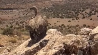 استنفار لـ”المياه والغابات” والـ”أونسا” لإنقاذ نسر بري هاجمته كلاب ضالة