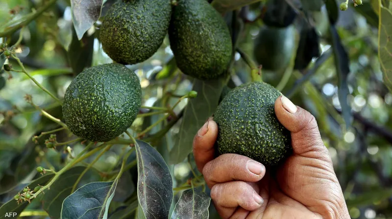 صادرات الأفوكادو المغربية تحقق أرقاما قياسية.. وخبير لـكشـ24: الأمن المائي بالمغرب في خطر