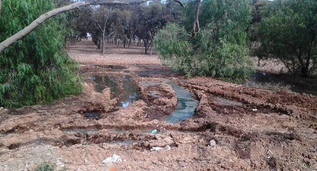 جريمة بيئية...نفايات المنطقة الصناعية تجهز على أشجار غابة سيدي بوعثمان بإقليم ابن جرير