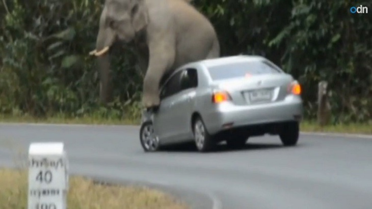 فيل عدواني يهاجم السيارات بسبب موسم التكاثر + فيديو