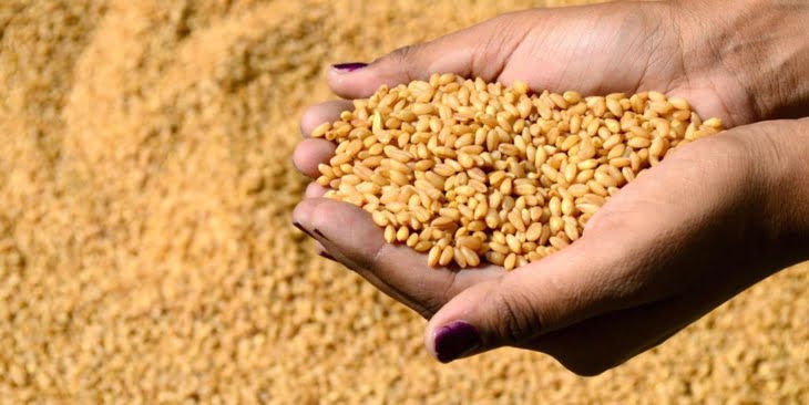 المغرب يسعى الى شراء 105 آلاف طن من القمح اللين لانتاج الدقيق