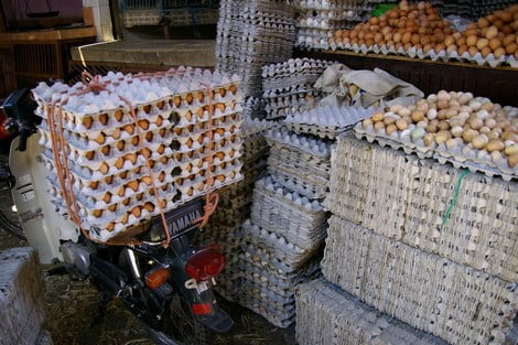 ارتفاع ملحوظ في أسعار البيض بالمغرب بسبب انفلونزا الطيور و شح الامطار