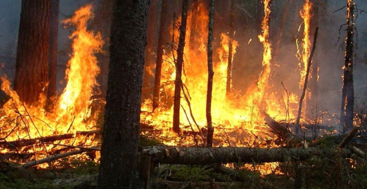إخماد حريق غابوي أتلف هكتارات عديدة من الغطاء الغابوي بمنطقة خميس الساحل