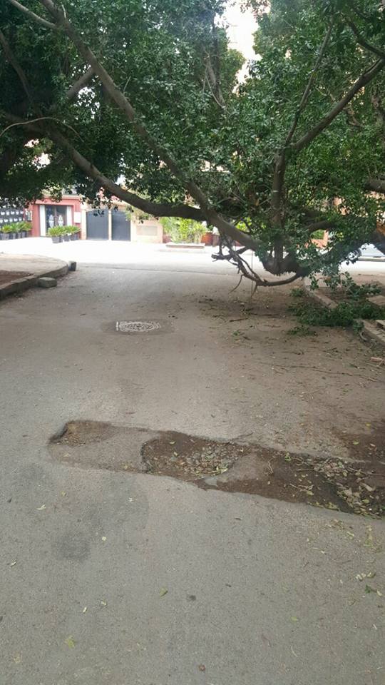 شجرة حطمتها الرياح تعرقل المرور بمنطقة سياحية وسط حي جليز بمراكش + صور