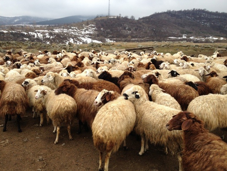 توزيع علف الماشية بالأقاليم المتضررة من موجة البرد والثلوج