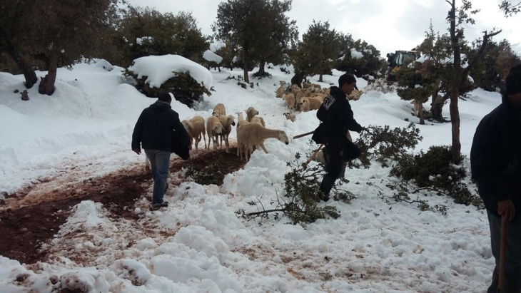 إنقاذ حياة راعيا غنم حاصرتهما الثلوج مع أغنامهما ضواحي مراكش + صور