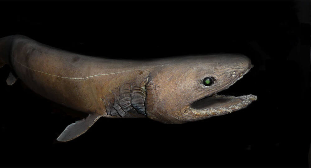 اكتشاف سمكة قرش على شكل “ثعبان” في المغرب + صور