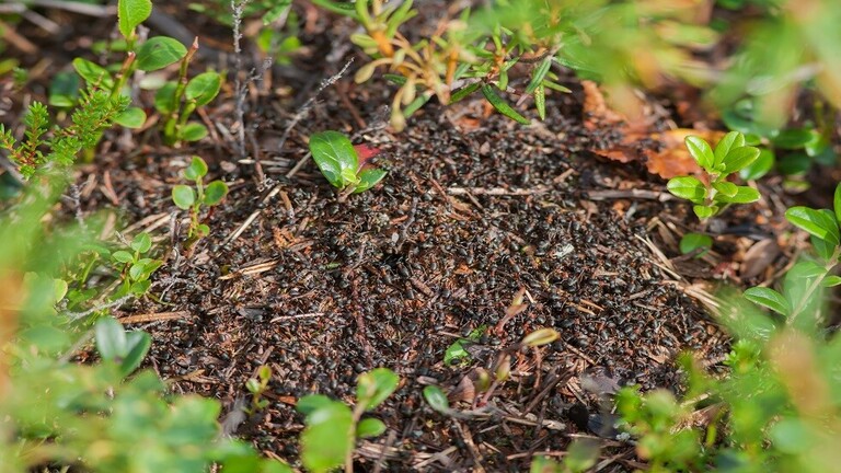 النمل يفرز أدوية لعلاج نفسه والنباتات 