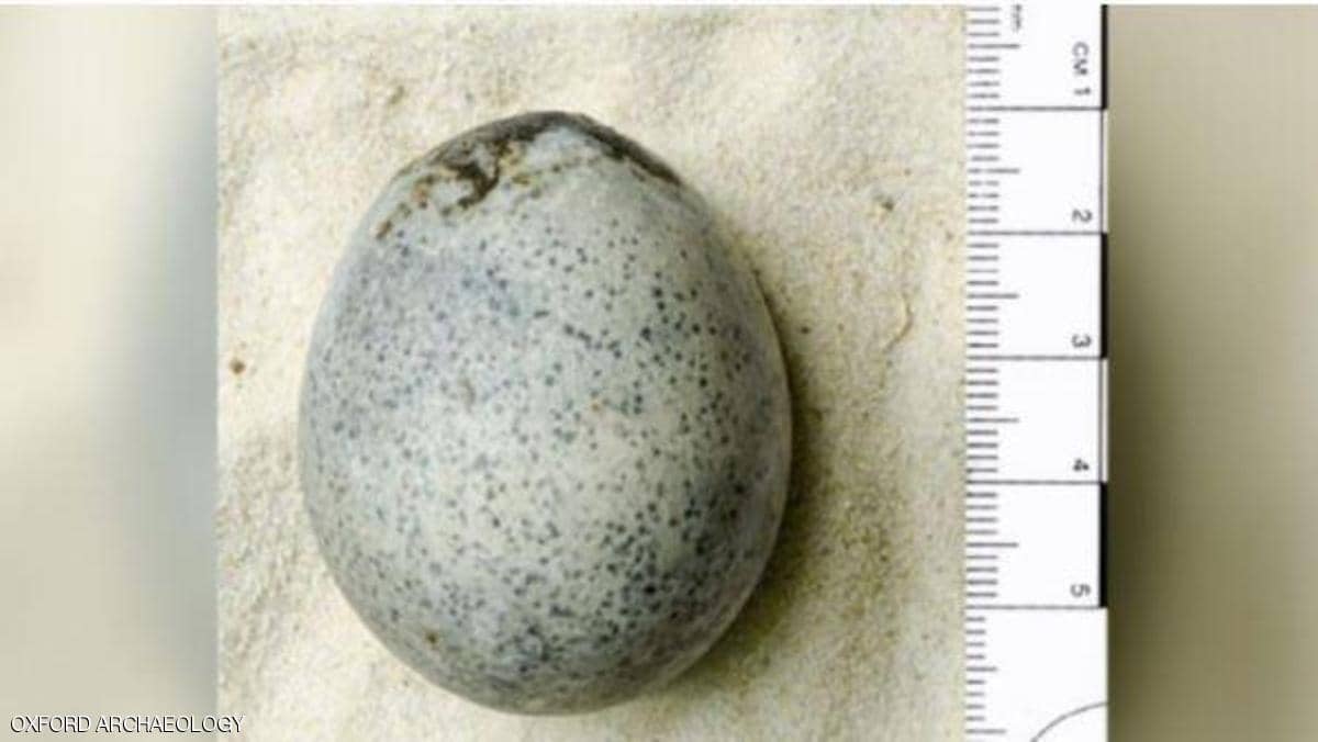 عثروا على بيض عمره 1700 عام.. ثم كسروه بالخطأ 