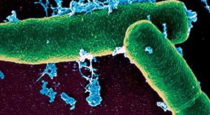 اكتشاف بكتيريا آكلة للمعادن 